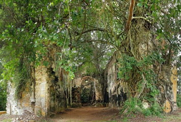 Overgrown ruined church, kept together by roots and lianas , on the island of Itaparica, Bahia,...