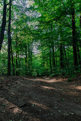 Edüllischer Waldweg