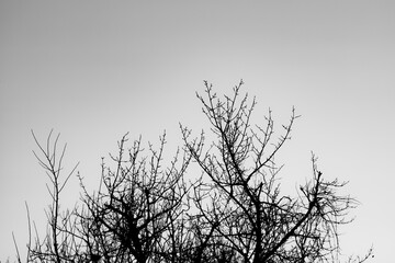 silhouette of a tree