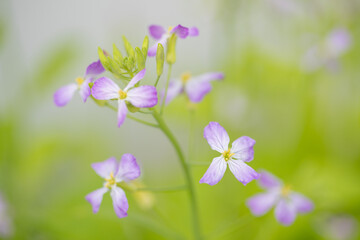 Close up colorful radish flower with green leaves in the spring - Image