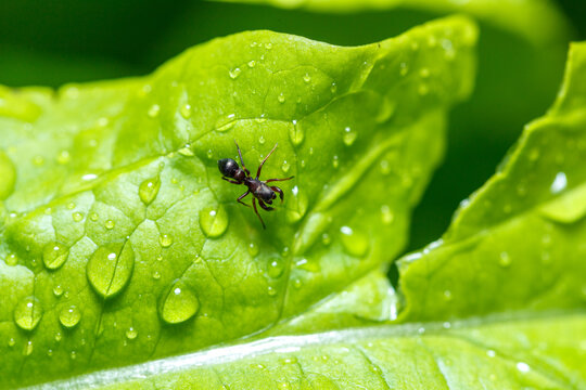 Ants on green leaves after raining - Image