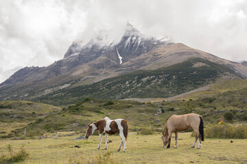 Fototapeta na wymiar caballos pastando,Parque nacional Torres del Paine,Sistema Nacional de Áreas Silvestres Protegidas del Estado de Chile.Patagonia, República de Chile,América del Sur