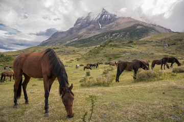 caballos pastando,Parque nacional Torres del Paine,Sistema Nacional de Áreas Silvestres Protegidas del Estado de Chile.Patagonia, República de Chile,América del Sur
