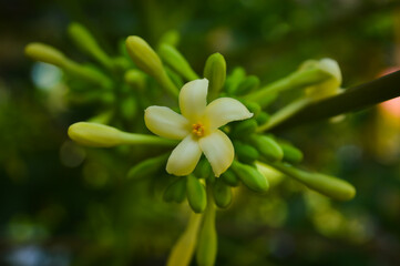 papaya flower