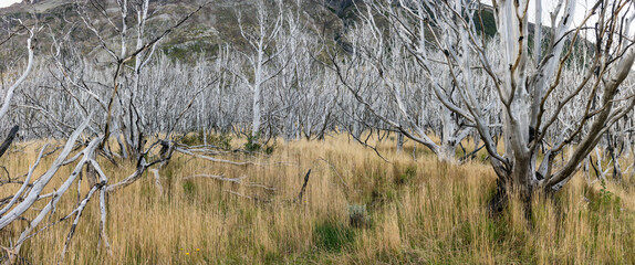 zona incendiada, trekking W, Parque nacional Torres del Paine,Sistema Nacional de Áreas Silvestres Protegidas del Estado de Chile.Patagonia, República de Chile,América del Sur