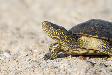 Closeup portrait of a turtle. Reptile crawling on the sand. Desert animals. Front view.