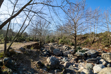 Dry stream bed in the forest at winter