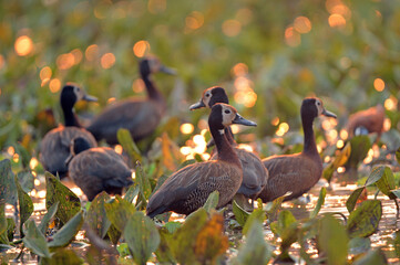 Witwenpfeifgans  im Gorongosa Nationalpark in Mosambik