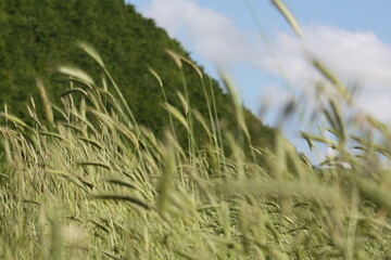 Italian Wind