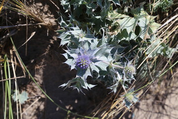 A closeup view of a Sea Holly plant flowering in a sand dune.