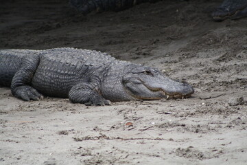 alligator in a swamp
