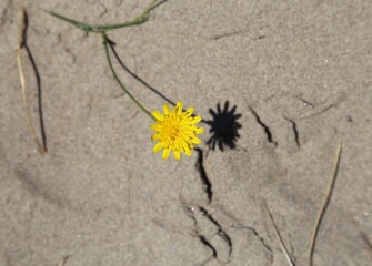 A closeup view of a solitary yellow hawkbit flower and its shadow in a sand dune.