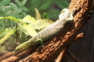 Lizard on a tree