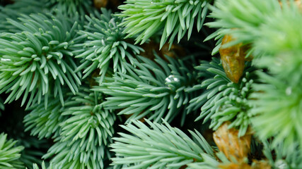 Naklejka na ściany i meble Selective focus nature picture. Closeup photo of green needle pine tree. Small pine cones and raindrop on the branches. Blurred pine needles in background