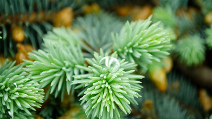 Naklejka na ściany i meble Selective focus nature picture. Closeup photo of green needle pine tree. Small pine cones and raindrop on the branches. Blurred pine needles in background