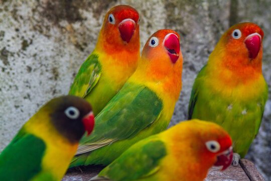 Cute, adorable and colourful love bird parrots