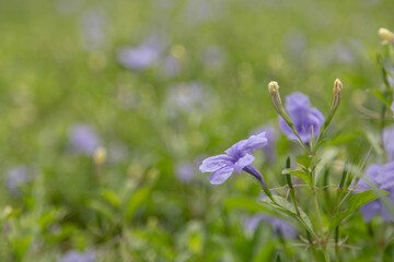 Campanula patula or spreading bellflower.beautiful natural.