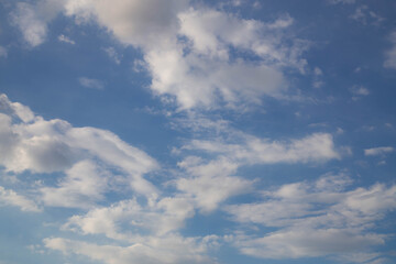 white lotus flowers in the lake