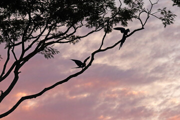 Silhouette of two macaws in a tree at sunset