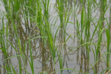 Obraz na płótnie Canvas Rice fields in Thailand