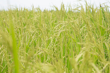Close up ear of paddy or rice in organic field, agriculture concept.