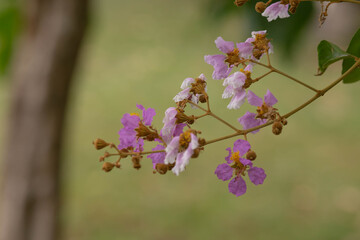 Pastel purple flower of Bungor tree