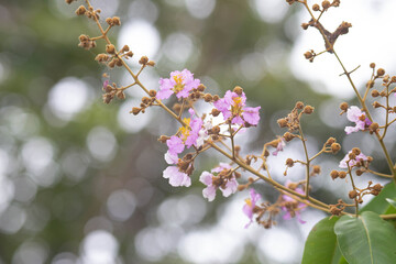 Pastel purple flower of Bungor tree