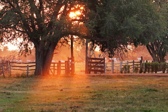 Sunset on a farm in the Brazilian Pantanal