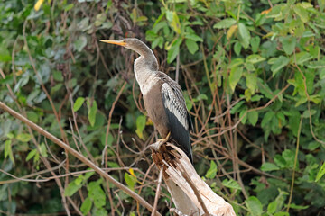 Anhinga sitting on a branch along a river in the Brazilian Pantanal 