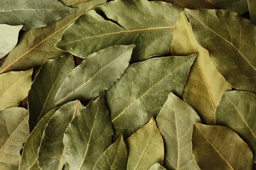 Green Bay leaf on the table macro