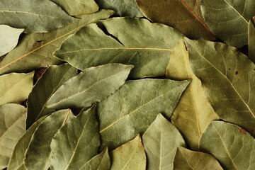 Green Bay leaf on the table macro
