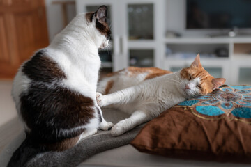 gato blanco y marron duerme sobre una almohada. Un gato blanco y negro está sentado junto a él.