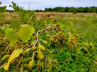 green bushes