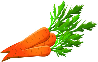 Orange Carrot with green leaves
