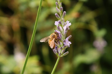 A honeybee, Apis mellifera pollinates purple lavender flowers.
