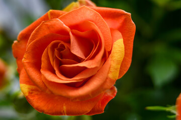 A bouquet of small orange flowers on a light background