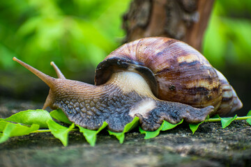 snail on a leaf