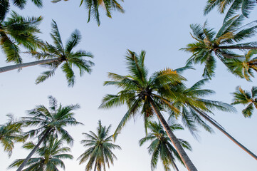 Fototapeta na wymiar Coconut palm trees in perspective view from below and sky background