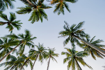 Fototapeta na wymiar Coconut palm trees in perspective view from below and sky background