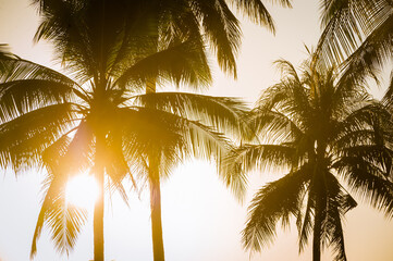 Fototapeta na wymiar Last light of the evening sun set with coconut tree