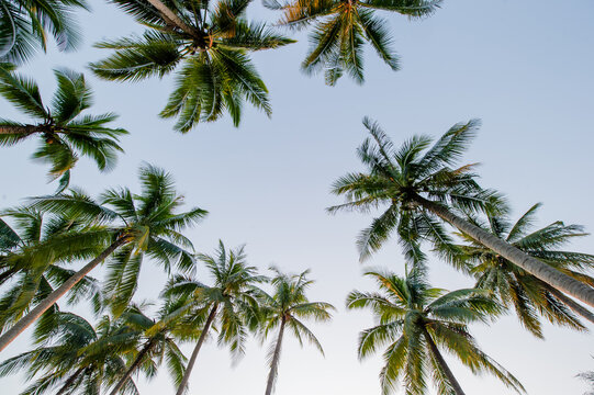 Coconut palm trees in perspective view from below and sky background