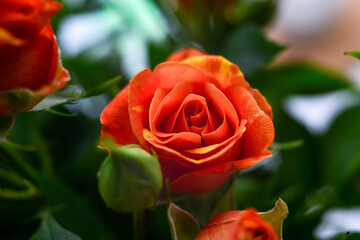 A bouquet of small orange flowers on a light background