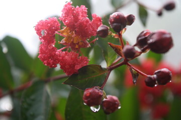 red currant bush