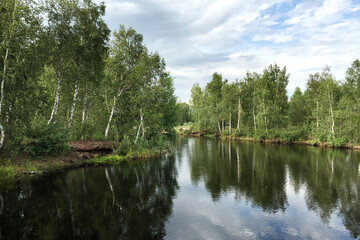 Birch trees grow on the Bank of the river which reflects the sky with clouds