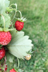 Close up of ripe strawberries in summer bouquet