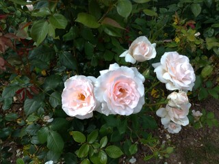 Pink roses in a garden