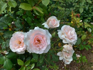 Pale pink summer roses - 365680535