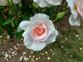 Pale pink summer roses in a garden - 365680540