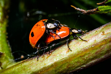 ladybugs on a leaf