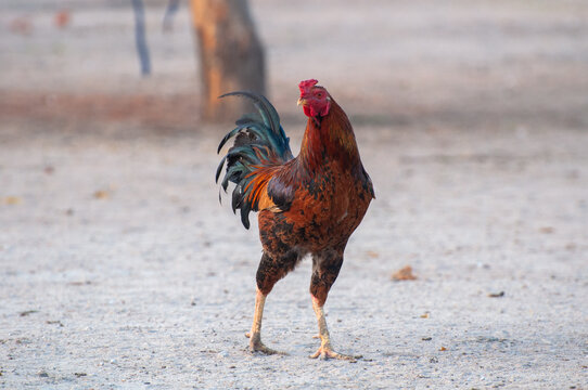 rooster in the farm